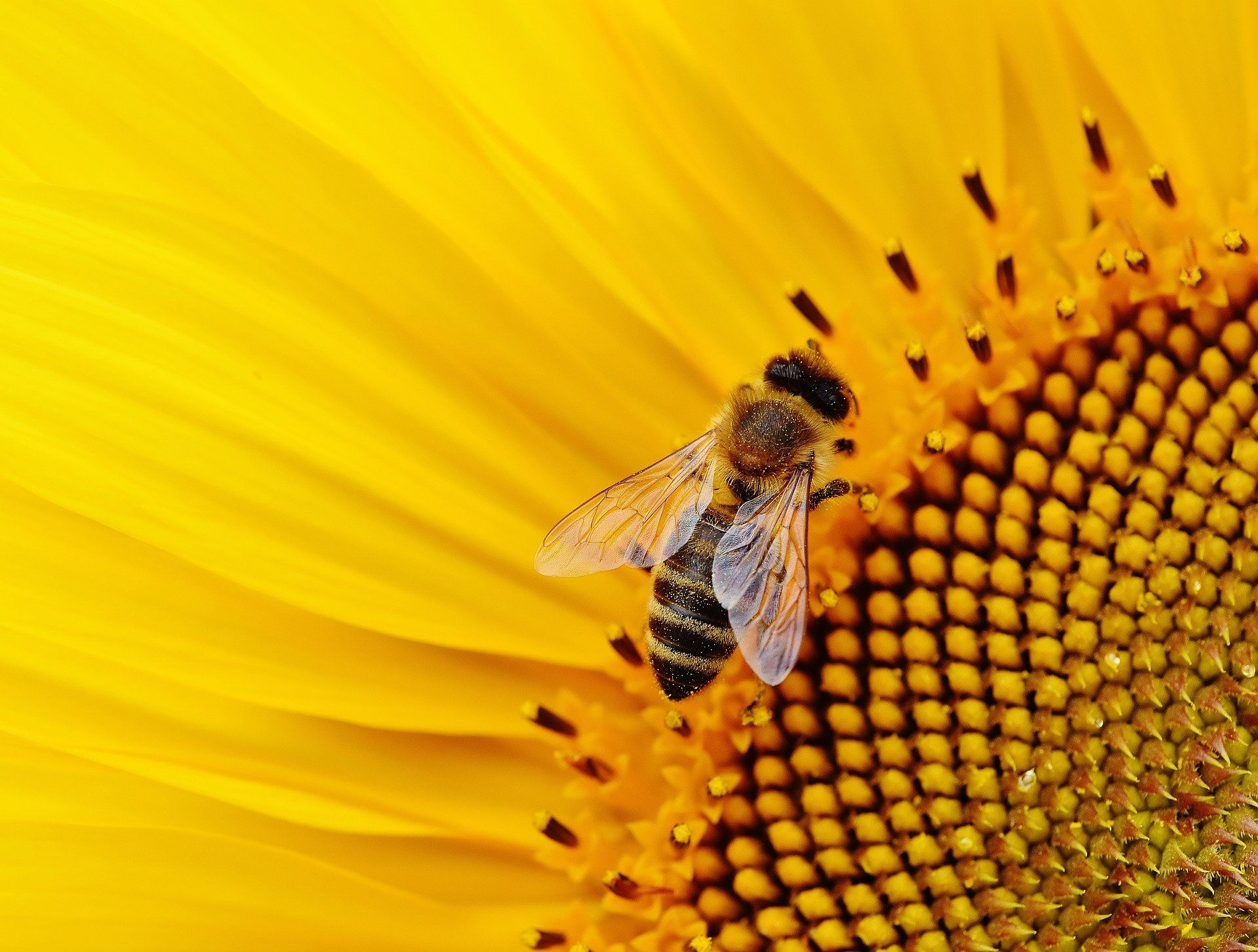 Lire la suite à propos de l’article Les fiches des bonnes pratiques de traitements en floraison pour protéger les abeilles