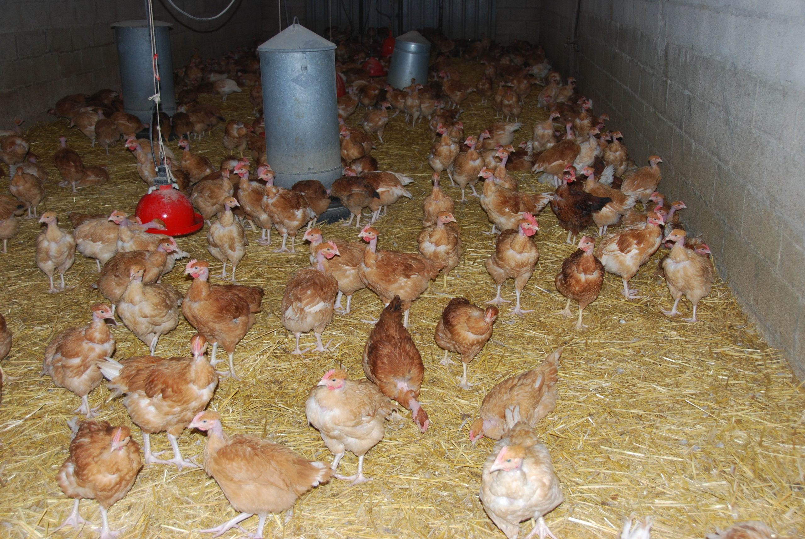 Lire la suite à propos de l’article Influenza aviaire : la Seine-et-Marne et plus globalement la France passent en risque élevé