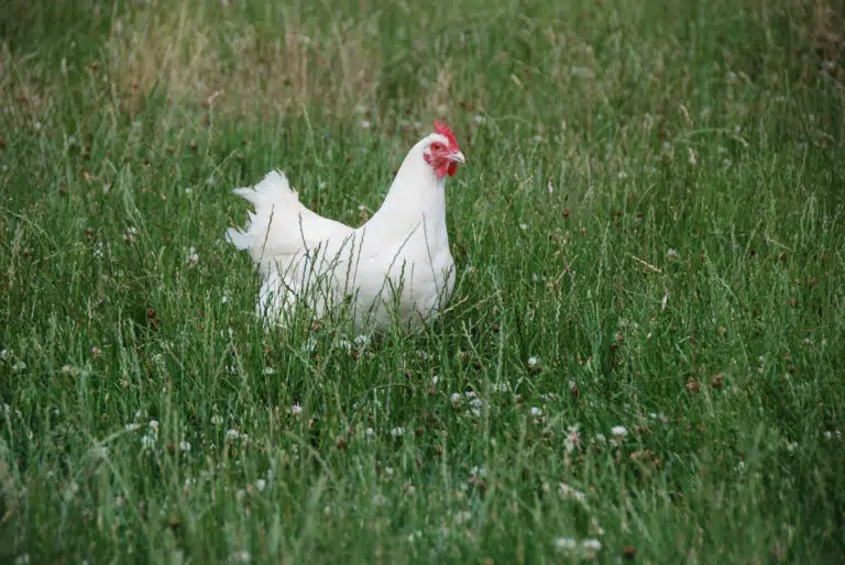 Lire la suite à propos de l’article Influenza aviaire : la France passe en risque négligeable