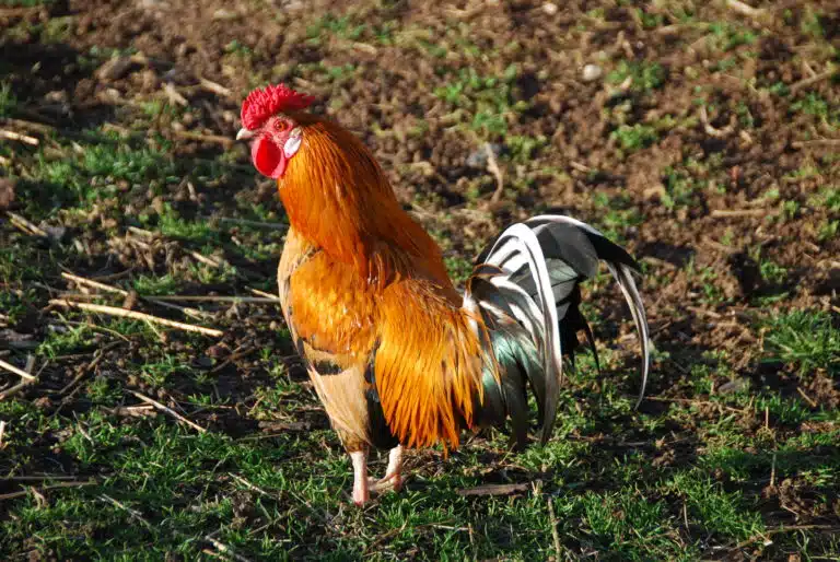 Lire la suite à propos de l’article Influenza aviaire : les aviculteurs, les FDSEA et la chambre d’Agriculture appellent les citoyens à la vigilance