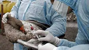 Lire la suite à propos de l’article Influenza aviaire : 3 cas avérés en Seine-et-Marne au 21 octobre 2022