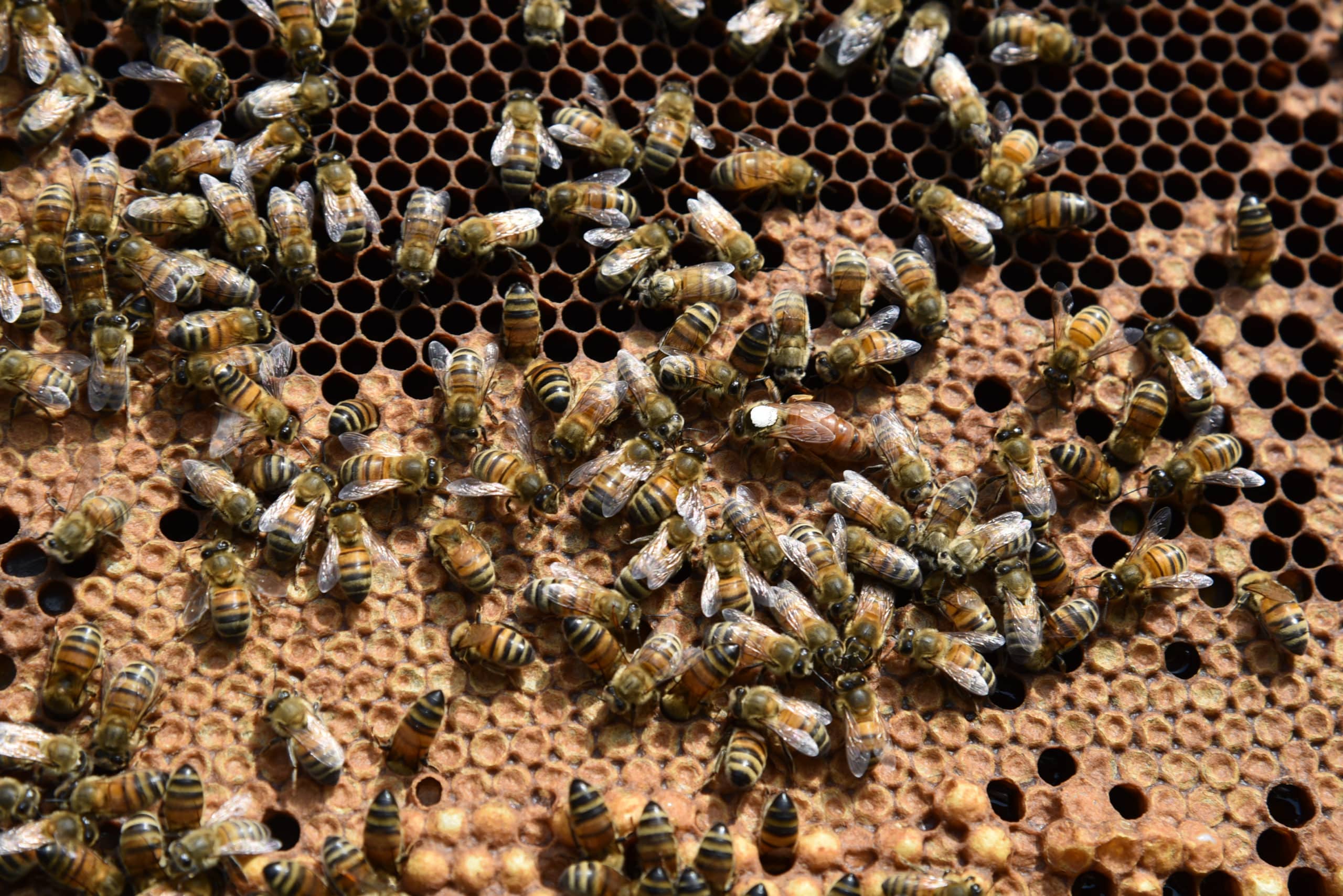 Lire la suite à propos de l’article Production de miel en 2021 : une année noire due à la météo